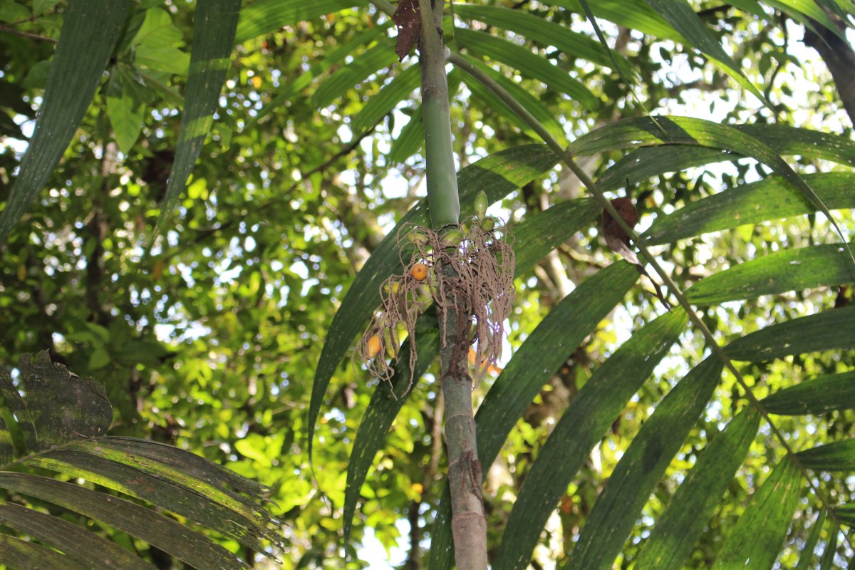 Areca concinna Thwaites